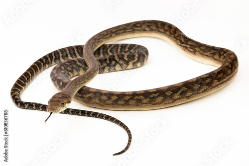 The Scrub python (Morelia amethistina) Amethystine python snake isolated on white background photo