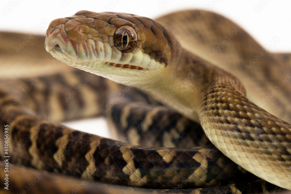 Obraz premium The Scrub python (Morelia amethistina) Amethystine python snake isolated on white background