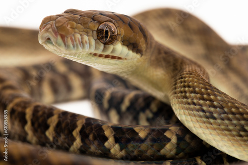 The Scrub python (Morelia amethistina) Amethystine python snake isolated on white background photo