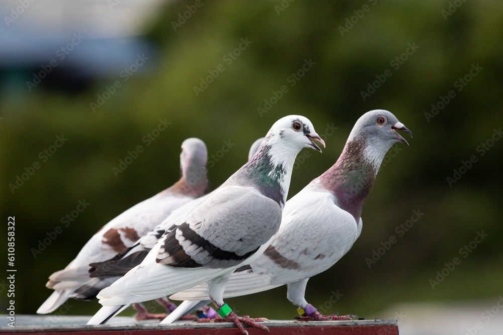 group of speed racing pigeon standing on loft trap after morning flying for exercise group of speed racing pigeon standing on loft trap after morning flying for exercise