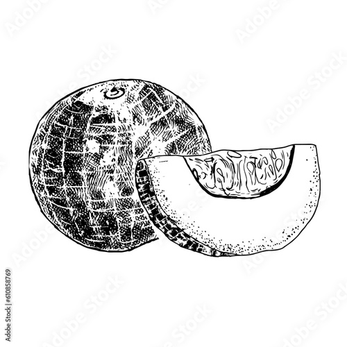 Hand-drawn melon illustration