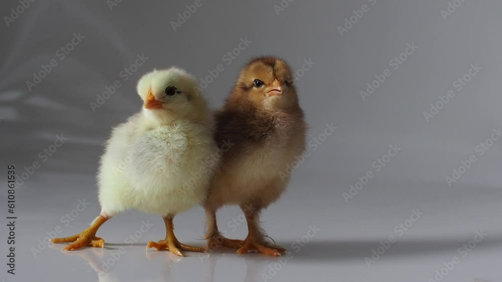 Two small brown and yellow chickens on white. Adorable little chicks. Newborn poultry brown chickens beak on light background. Easter, farm concept. Selective focus. Two small brown and yellow chickens on white. Adorable little chicks. Newborn poultry brown chickens beak on light background. Easter, farm concept. Selective focus.
