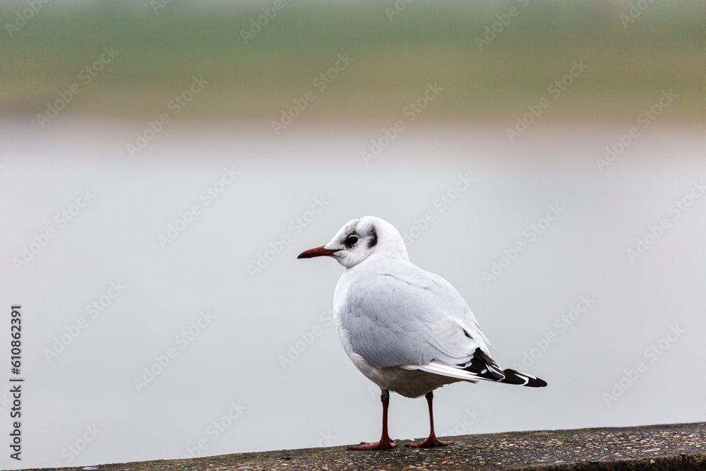 Seagull on stone railing near to a river Seagull on stone railing near to a river
