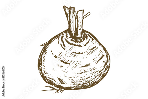 Hand Drawn Beet Vector Illustration