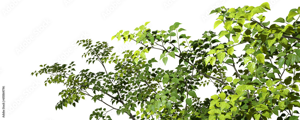Foreground tropic tree branch cutout backgrounds 3d render png Foreground tropic tree branch cutout backgrounds 3d render png