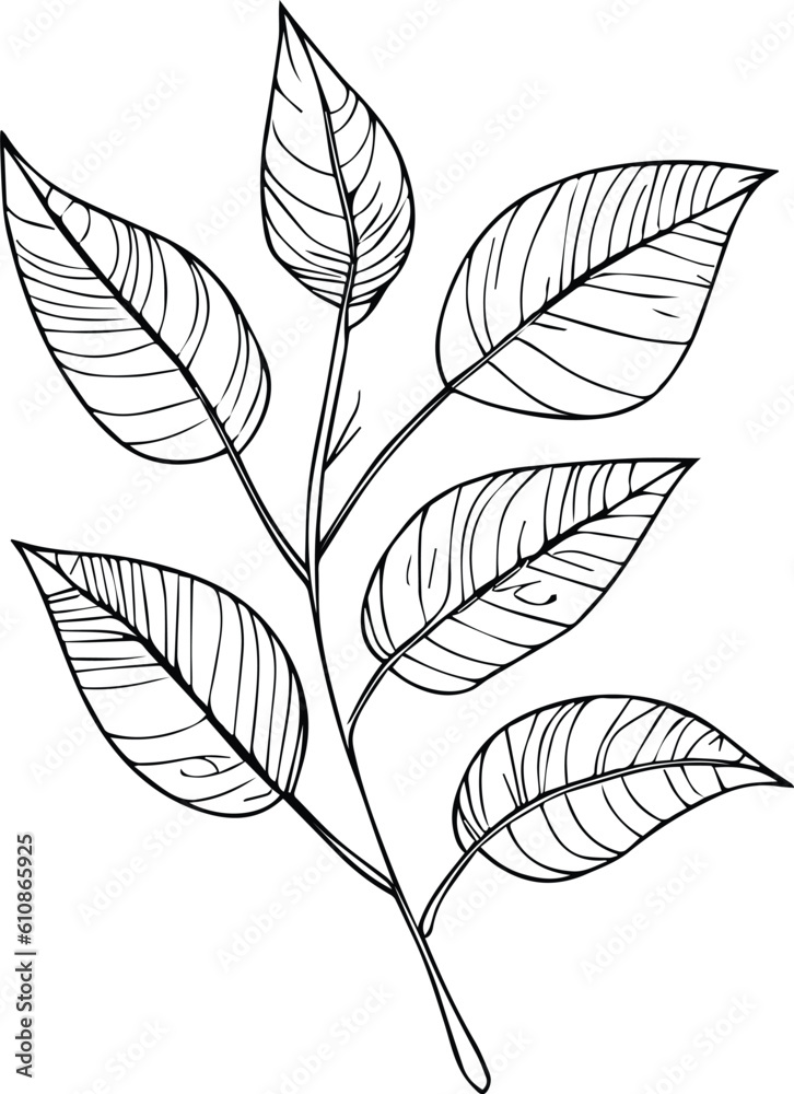 botanical line drawing leaves, botanical line art. wildflower botanical line art, vintage botanical line drawing, botanical illustration botanical line drawing, simple botanical line drawing,