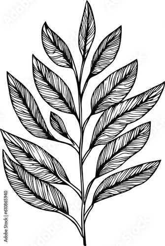 Botanical elements Vector sketch, Hand drawn leaf line art , botanical leaf bud illustration engraved ink art style. botanical vector drawing. vintage botanical leaf drawing. © GraphicArt