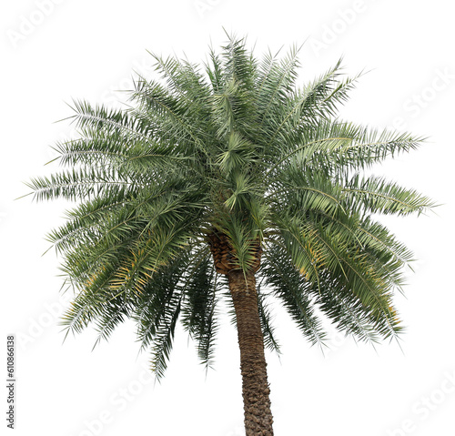 palm tree on transparent background png file