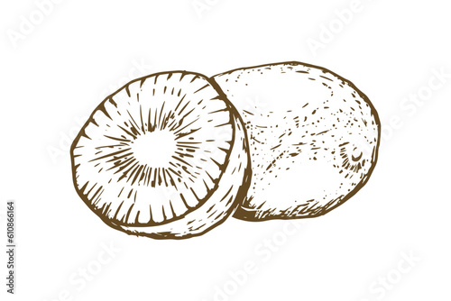 Hand Drawn Kiwi Fruit Vector Illustration