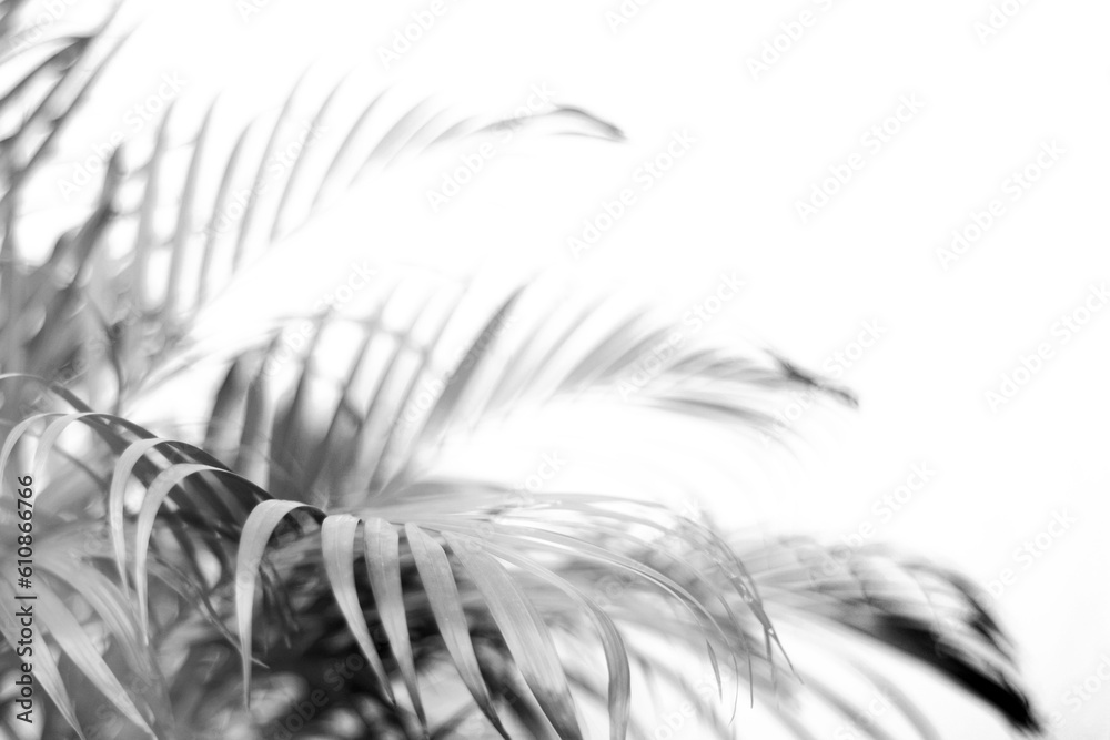 tropical branch black palm leaf with shadow on transparent background ...