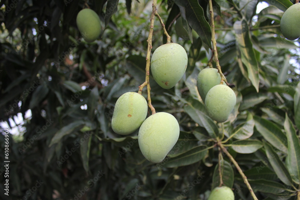 Green unripe mangoes hanging on trees, Bunch of mangoes in gardens, Rural mango cultivation Green unripe mangoes hanging on trees, Bunch of mangoes in gardens, Rural mango cultivation