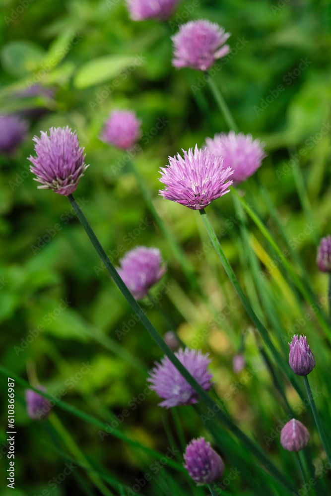 Chives or Allium Schoenoprasum in bloom with purple violet flowers and green stems. Chives is an edible herb for use in the kitchen. Chives or Allium Schoenoprasum in bloom with purple violet flowers and green stems. Chives is an edible herb for use in the kitchen.