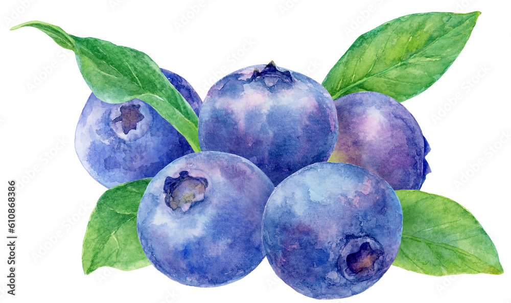 Obraz premium ブルーベリーの水彩画イラスト ブルーベリーの実と葉