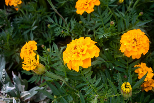 Nature's Golden Jewels: A Captivating Close-up of Tagetes erecta (Marigold) Blooming Flowers, Unveiling their Radiant Petals in a Spectacular Display of Vibrant Colors and Delicate Beauty © macho