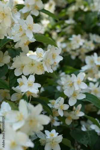 Beautiful white jasmine flower. Jasmine, a bush or a climbing plant with fragrant flowers used in perfumes or tea. It is popular as decorative. Floriculture, growing flowers, plants care concept.