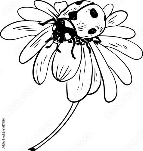 Single sketch style ladybug on daisy flower illustration black lineart isolated on white background