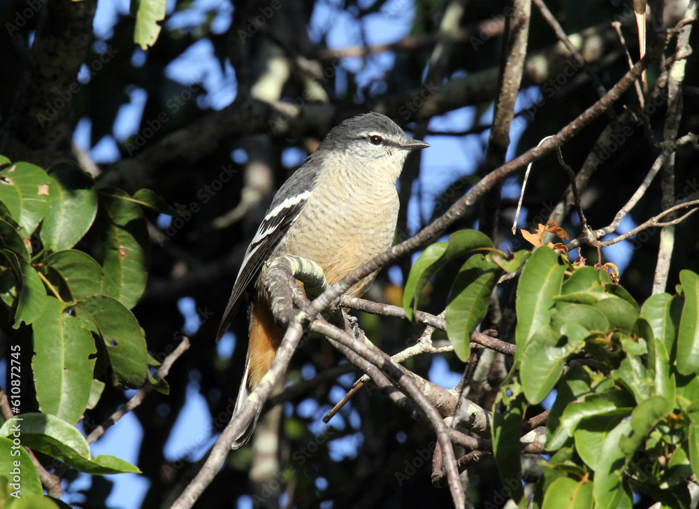 Varied triller bird sitting on a tree branch Varied triller bird sitting on a tree branch