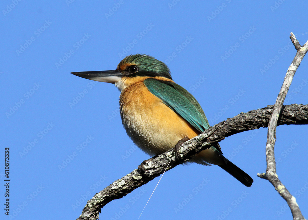 Sacred kingfisher bird sitting on a tree branch against a blue sky Sacred kingfisher bird sitting on a tree branch against a blue sky