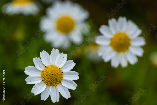 daisy in the grass