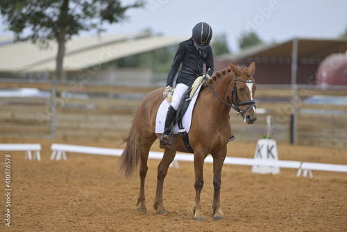 Equestrian sport. Dressage of the horse in the arena.