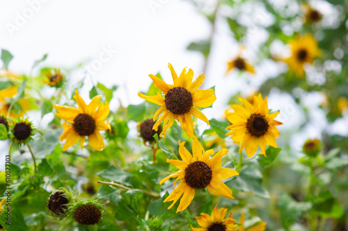 Beautiful yellow marigolds are blooming.