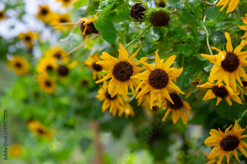 Beautiful yellow marigolds are blooming.