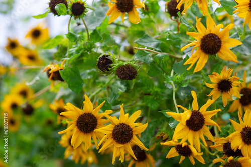 Beautiful yellow marigolds are blooming.