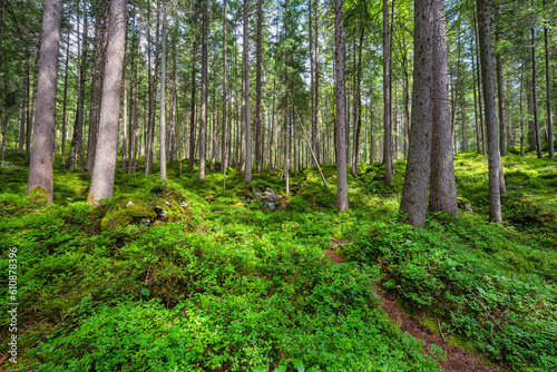wilderness landscape pine tree forest with green moss on land
