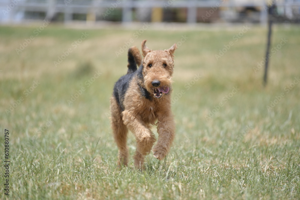 Naklejka premium Airedale Terrier running on the grass