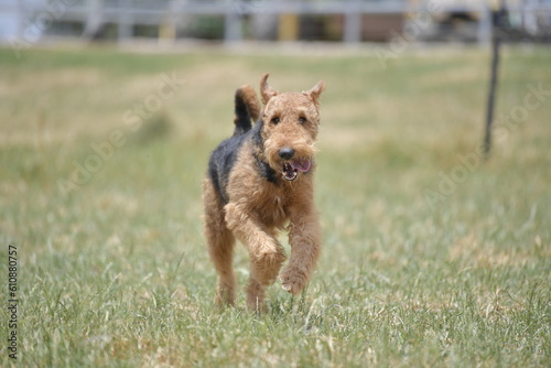 Airedale Terrier running on the grass photo