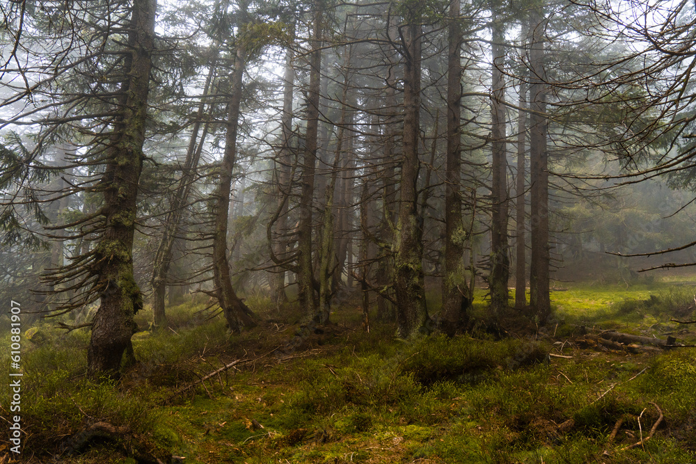 Mystischer Bergfichtenwald bei Nebel im Riesengebirge 5 Mystischer Bergfichtenwald bei Nebel im Riesengebirge 5