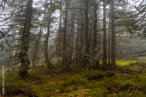 Mystischer Bergfichtenwald bei Nebel im Riesengebirge 5