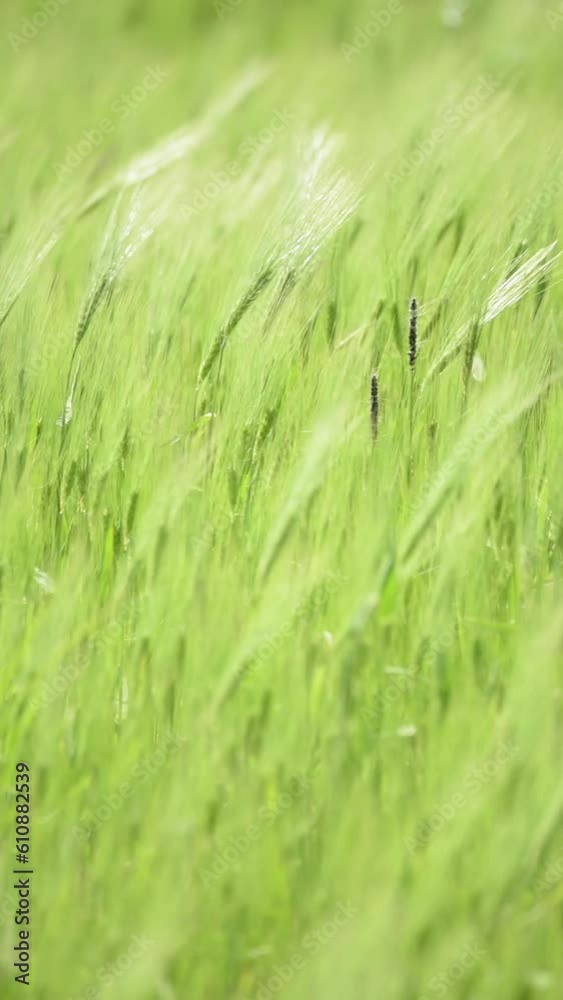 Barley, Hordeum, moving in the wind in an agricultural field in the rural countryside, slow motion vertical video
