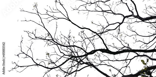silhouette of a tree. branches of a tree. branches silhouette