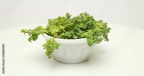 Sedum makinoi succulent plant in white pot on a rotating platform photo