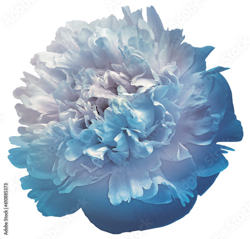 Blue peony flower on isolated background with clipping path. Closeup. For design. Transparent background. Nature.