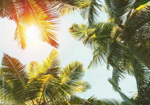 Fototapeta Naklejka Na Ścianę i Meble -  Coconut Palm trees on sky background.