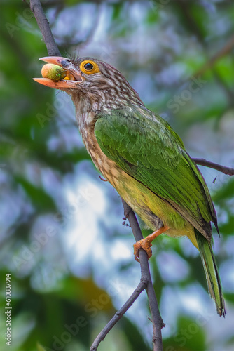 Lineated Barbet photo