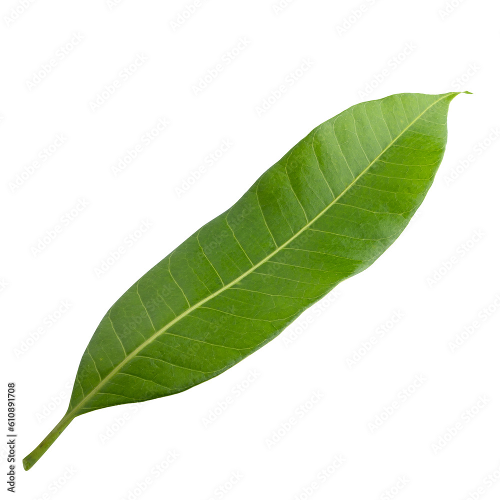 Mango leaf isolated on a transparent background. Mango leaf isolated on a transparent background.