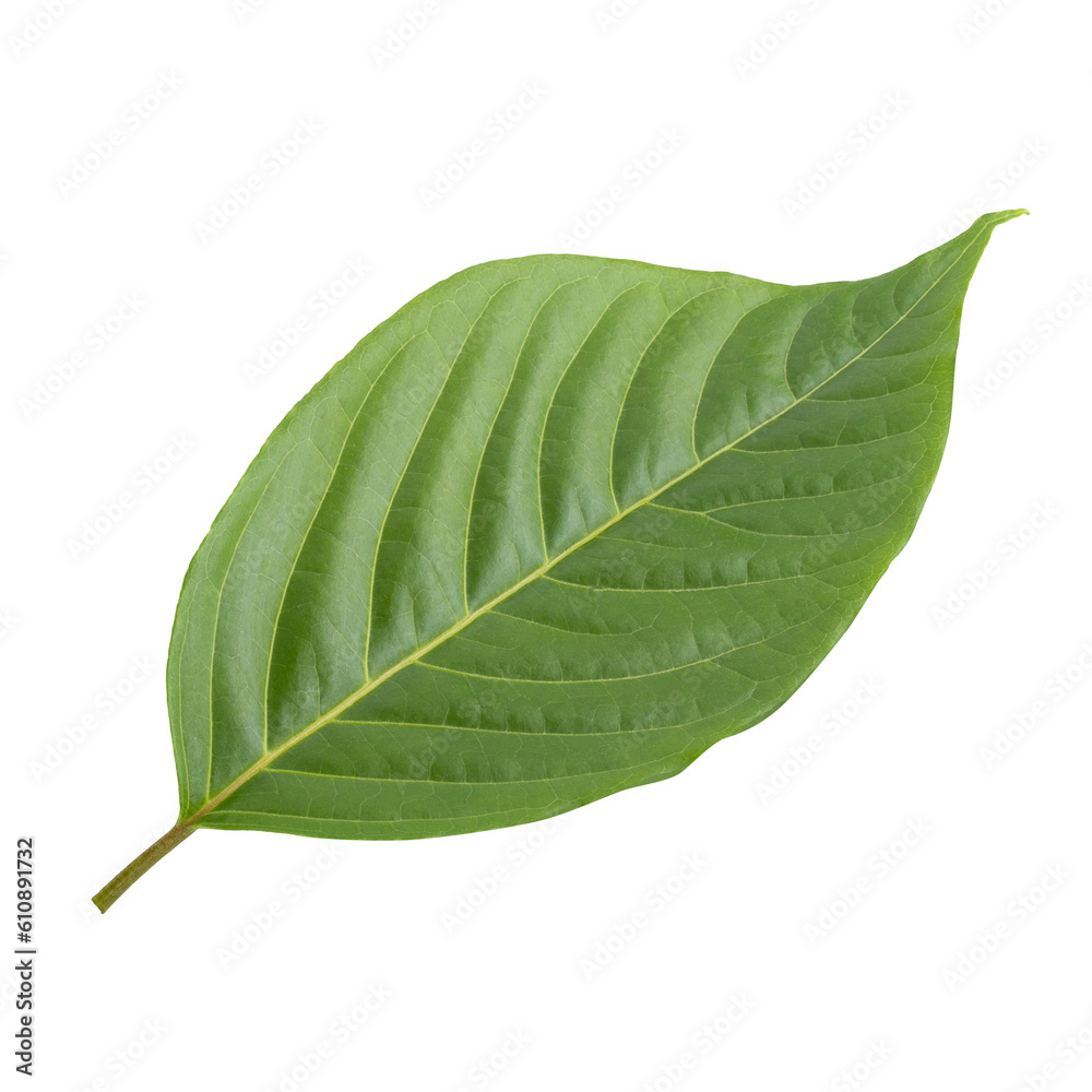Obraz premium Green leaves isolated on a transparent background.