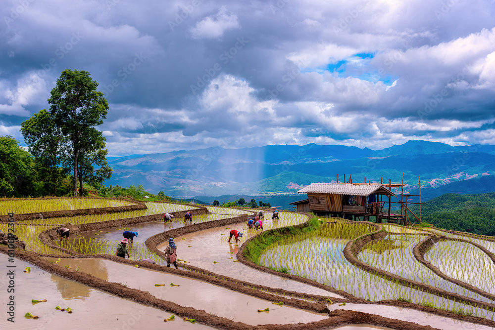 Farmer transplant rice seedlings in rice terraced field at Ban Pa Bong Piang, Chiang mai, the north of thailand