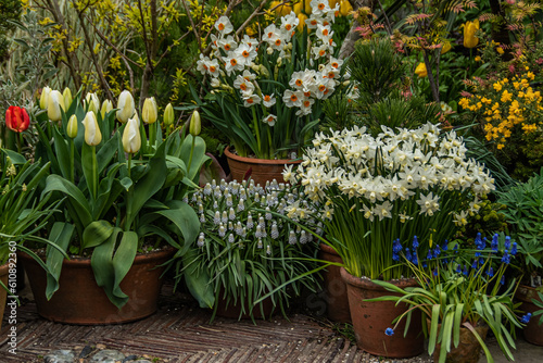 Frühjahrsblüher im Tontöpf, Tulpen und Narzissen in Tontopfen dekorativ gepflanzt, in verschiedenen Kübeln gepflanzt, englische Gartenkultur, different colored pearl hyacinths