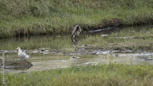 Great blue herron standing in shallow riverbed, static. Medium shot photo