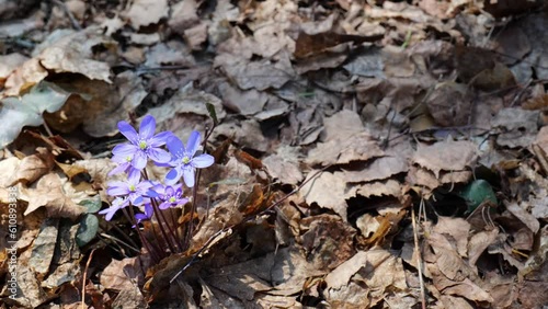 purple heptica flowers waving in wind photo