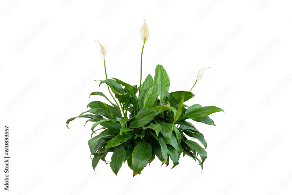 white flower bush plant isolated on white background white flower bush plant isolated on white background