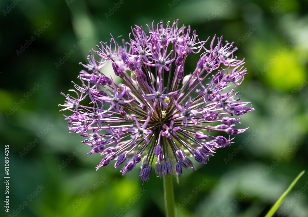 purple flower in early sunny summer morning purple flower in early sunny summer morning