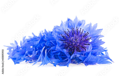 Pile of fresh blue cornflower petals and flower of cornflower isolated on a white background. Medicinal healthy cornflower.