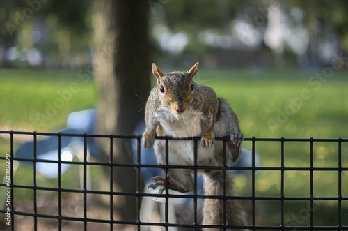 squirrel climbing over a fence