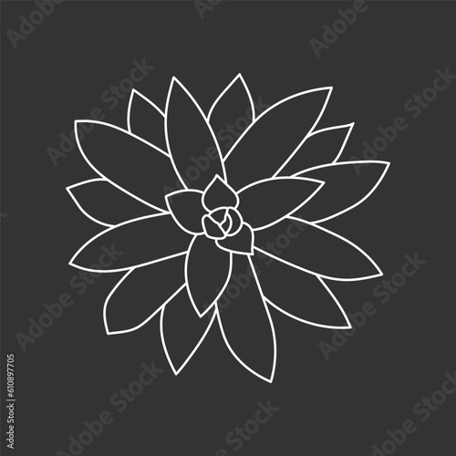 Succulent echeveria in doodle style, vector illustration. Desert flower for print and design. Outline mexican plant, graphic isolated element on chalk board background. Housplant for decor interior