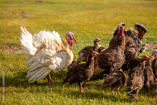 Turkeys walk on the grass in a green meadow in a pasture. Animal husbandry and agriculture in the mountains.